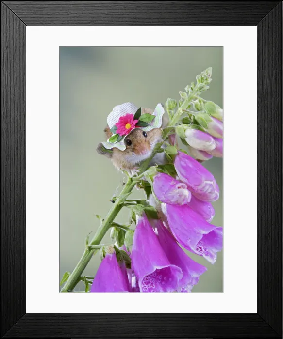 Framed Print : 13131023. Harvest Mouse, on foxglove wearing sun hat 007620 Date Framed Print : 13131023. Harvest Mouse, on foxglove wearing sun hat 007620 Date