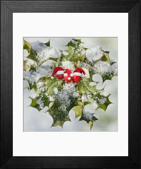 Framed Print : 13131024. Holly Framed Print : 13131024. Holly