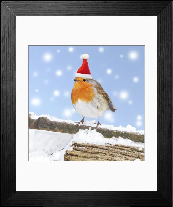 Framed Print : 13131025. Robin, on snowy gate, Bedfordshire UK Date Framed Print : 13131025. Robin, on snowy gate, Bedfordshire UK Date