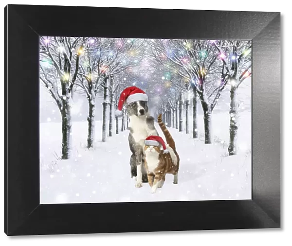 13131022. Dog and Cat wearing Christmas hats in tree-lined avenue in snow, winter. Date