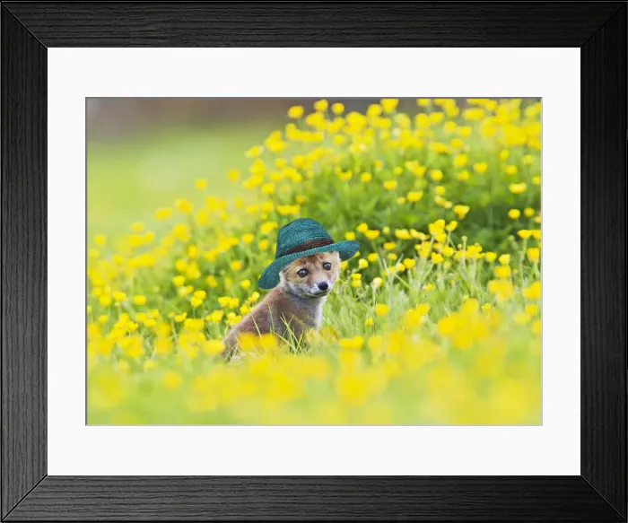 Framed Print : 13131027. Red Fox, cub wearing straw hat in buttercup meadow 12740 Date Framed Print : 13131027. Red Fox, cub wearing straw hat in buttercup meadow 12740 Date