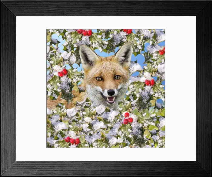 Framed Print : 13131026. Red Fox In frozen holly with berries Date Framed Print : 13131026. Red Fox In frozen holly with berries Date