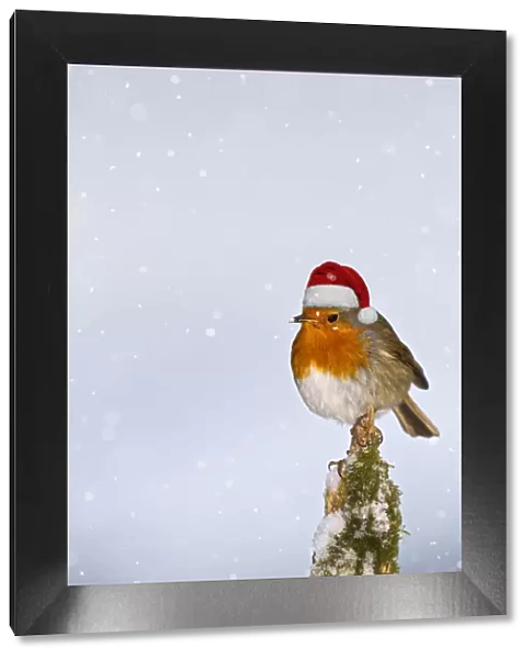 13131028. Robin, with Christmas hat on stump in snow, West Wales UK 11918 Date