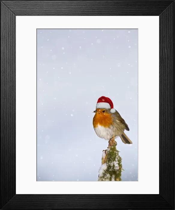 Framed Print : 13131028. Robin, with Christmas hat on stump in snow, West Wales UK 11918 Date Framed Print : 13131028. Robin, with Christmas hat on stump in snow, West Wales UK 11918 Date