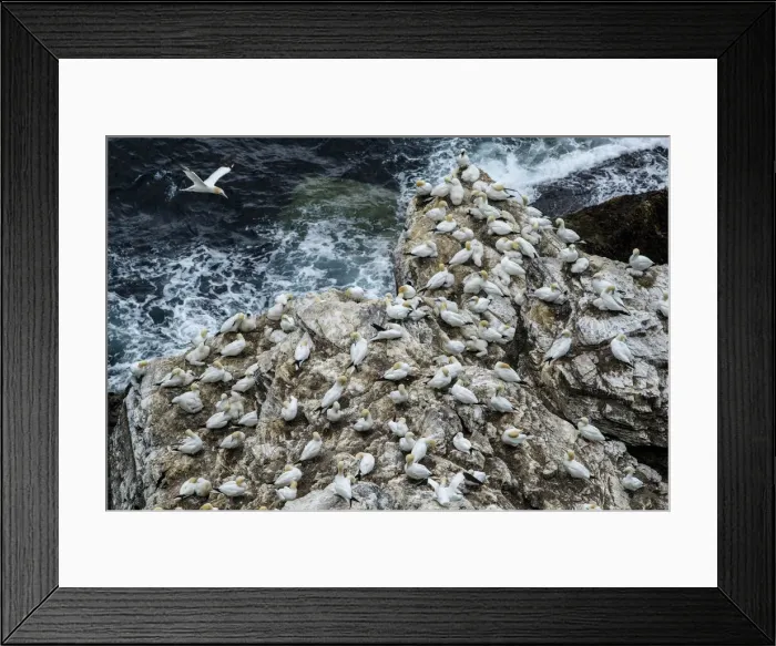 Framed Print : 13131029. Northern Gannet (Morus bassanus) - on cliff - RSPB Troup Head Nature Reserve Framed Print : 13131029. Northern Gannet (Morus bassanus) - on cliff - RSPB Troup Head Nature Reserve