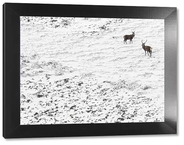13131030. Red Deer (Cervus elaphus) - wailking through snow - Cairngorms National Park