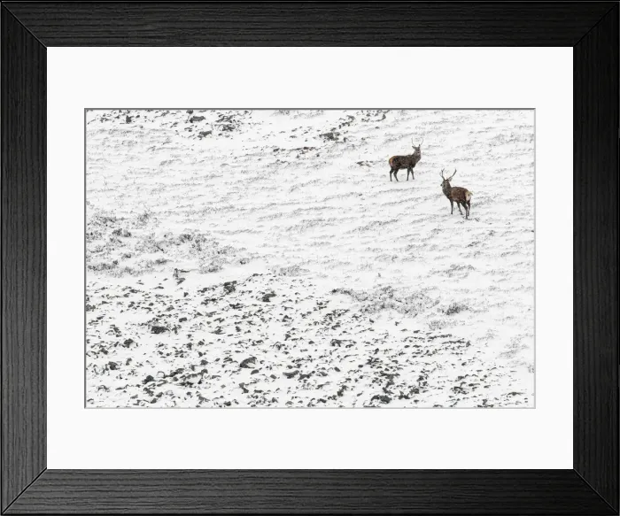 Framed Print : 13131030. Red Deer (Cervus elaphus) - wailking through snow - Cairngorms National Park Framed Print : 13131030. Red Deer (Cervus elaphus) - wailking through snow - Cairngorms National Park