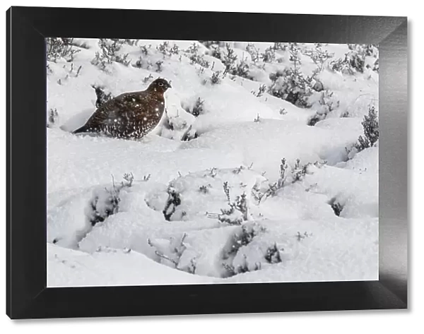13131031. Red Grouse (Lagopus scotica) - female walking during snowfall