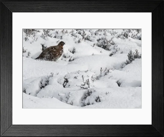 Framed Print : 13131031. Red Grouse (Lagopus scotica) - female walking during snowfall Framed Print : 13131031. Red Grouse (Lagopus scotica) - female walking during snowfall