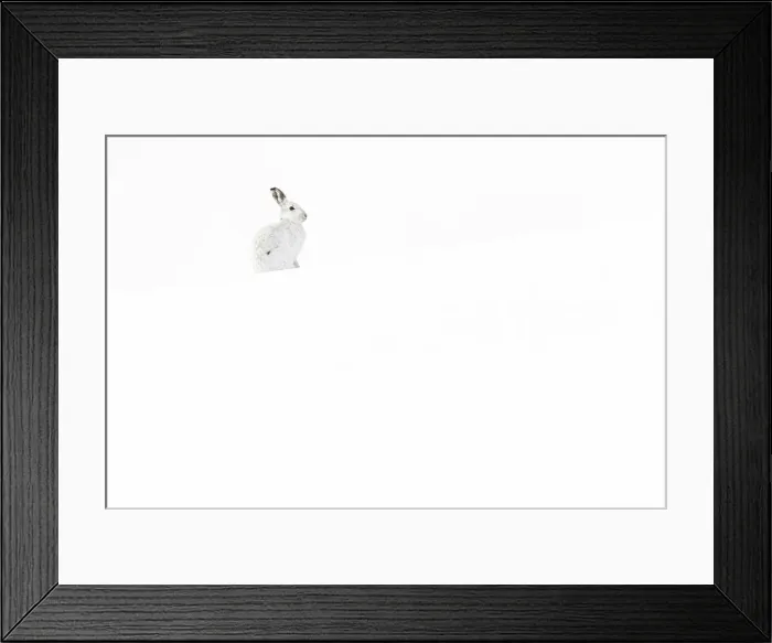 Framed Print : 13131033. Mountain Hare (Lepus timidus) - adult with winter pelage resting Framed Print : 13131033. Mountain Hare (Lepus timidus) - adult with winter pelage resting