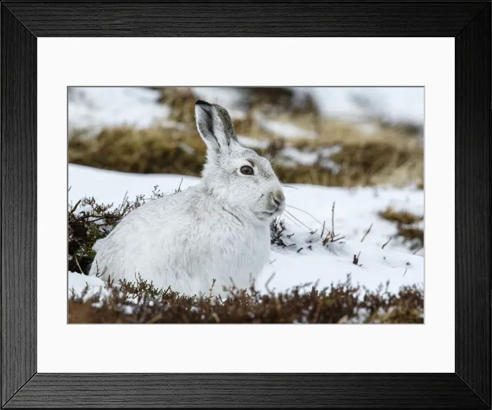 Framed Print : 13131032. Mountain Hare (Lepus timidus) - adult with winter pelage resting Framed Print : 13131032. Mountain Hare (Lepus timidus) - adult with winter pelage resting