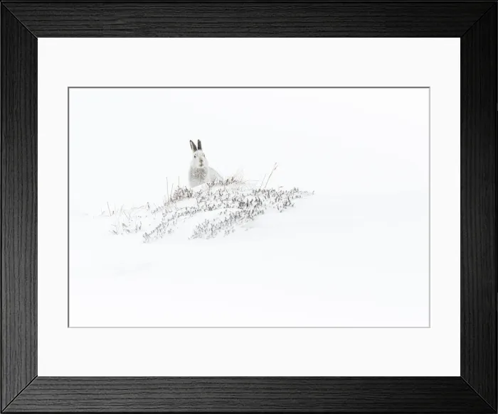 Framed Print : 13131035. Mountain Hare (Lepus timidus) - adult with winter pelage resting Framed Print : 13131035. Mountain Hare (Lepus timidus) - adult with winter pelage resting