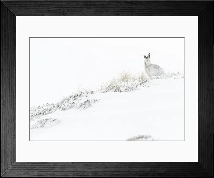 Framed Print : 13131036. Mountain Hare (Lepus timidus) - adult with winter pelage resting Framed Print : 13131036. Mountain Hare (Lepus timidus) - adult with winter pelage resting