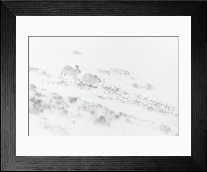 Framed Print : 13131037. Mountain Hare (Lepus timidus) - adults with winter pelage fighting Framed Print : 13131037. Mountain Hare (Lepus timidus) - adults with winter pelage fighting
