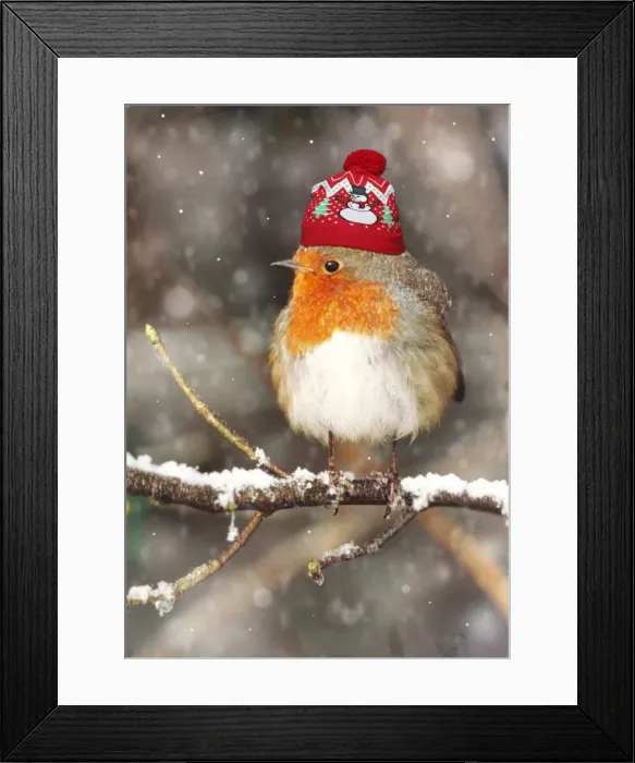 Framed Print : 13131038. Robin wearing hat Date Framed Print : 13131038. Robin wearing hat Date