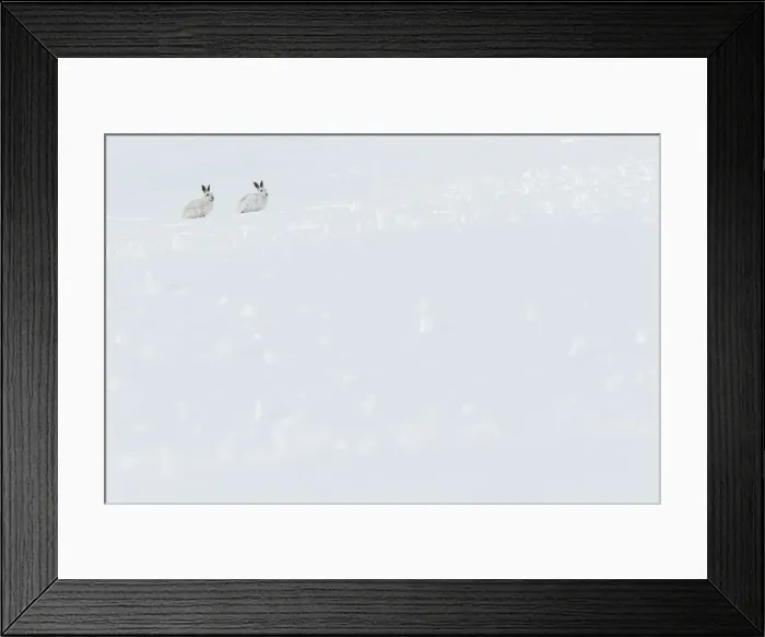 Framed Print : 13131034. Mountain Hare (Lepus timidus) - adults with winter pelage resting Framed Print : 13131034. Mountain Hare (Lepus timidus) - adults with winter pelage resting