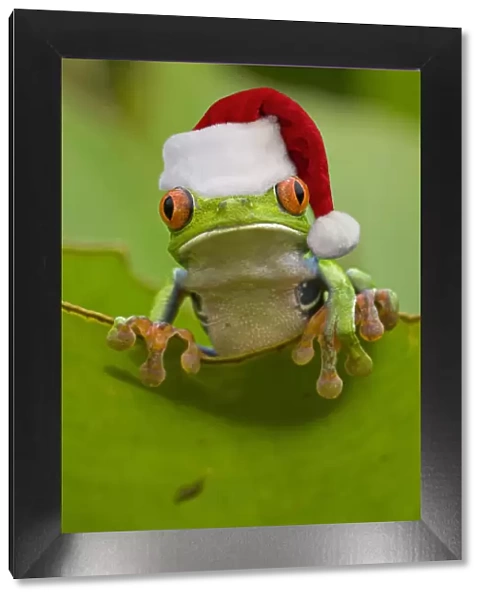 13131041. Red-eyed Treefrog wearing Christmas hat Date