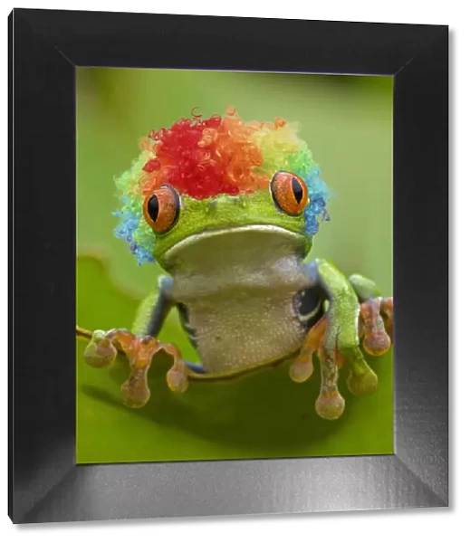 13131042. Red-eyed Treefrog wearing rainbow coloured wig Date