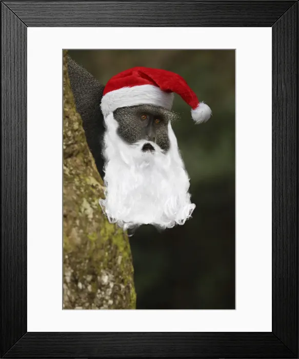 Framed Print : 13131045. Stuhlmann's blue monkey, with Father Christmas har and beard Framed Print : 13131045. Stuhlmann's blue monkey, with Father Christmas har and beard