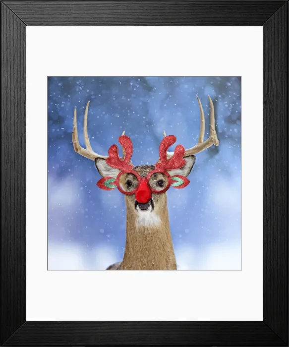 Framed Print : 13131046. Deer, in winter snow wearing Christmas antler and red nose glasses Date Framed Print : 13131046. Deer, in winter snow wearing Christmas antler and red nose glasses Date