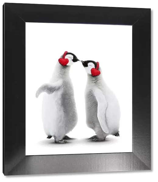 13131052. Emperor Penguin, two chicks kissing wearing heart-shaped earmuffs Date