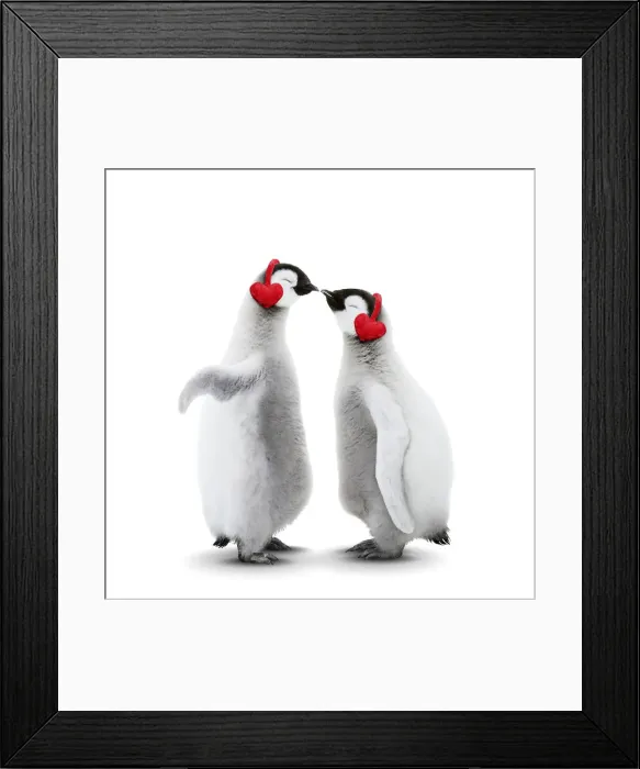 Framed Print : 13131052. Emperor Penguin, two chicks kissing wearing heart-shaped earmuffs Date Framed Print : 13131052. Emperor Penguin, two chicks kissing wearing heart-shaped earmuffs Date