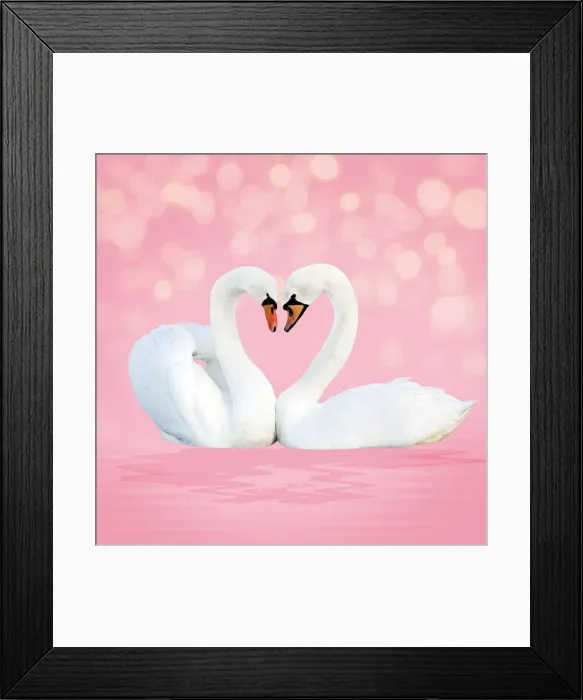 Framed Print : 13131053. Mute Swan, on pink Date Framed Print : 13131053. Mute Swan, on pink Date