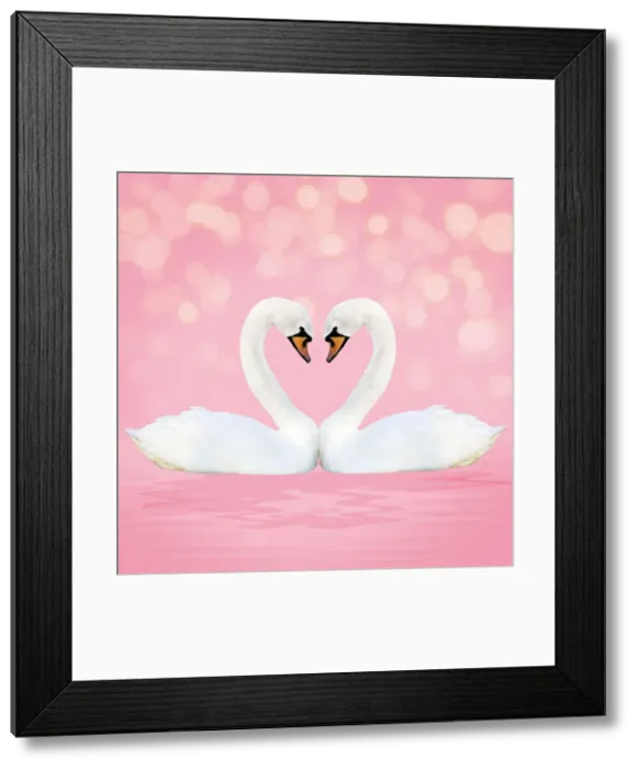 Framed Print : 13131054. Mute Swan, on pink Date Framed Print : 13131054. Mute Swan, on pink Date