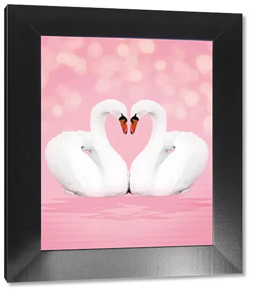 13131055. Mute Swan, on pink Date