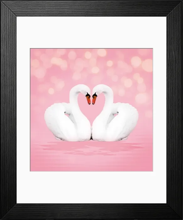 Framed Print : 13131055. Mute Swan, on pink Date Framed Print : 13131055. Mute Swan, on pink Date