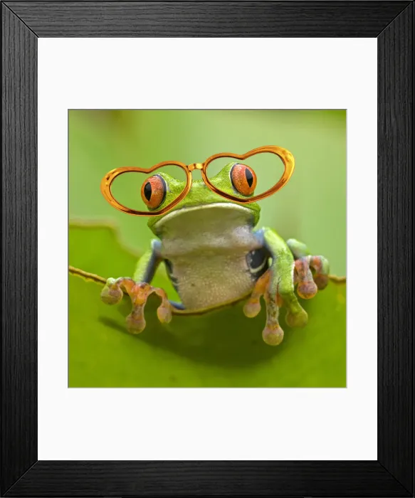 Framed Print : 13131051. Red-eyed Treefrog wearing heart shaped glasses Date Framed Print : 13131051. Red-eyed Treefrog wearing heart shaped glasses Date