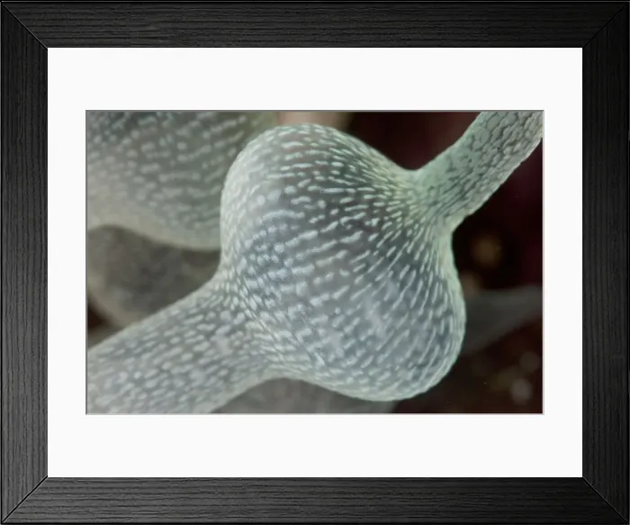 Framed Print : 13131056. Bulb Tentacle Sea Anemone - White Arrow dive site Framed Print : 13131056. Bulb Tentacle Sea Anemone - White Arrow dive site