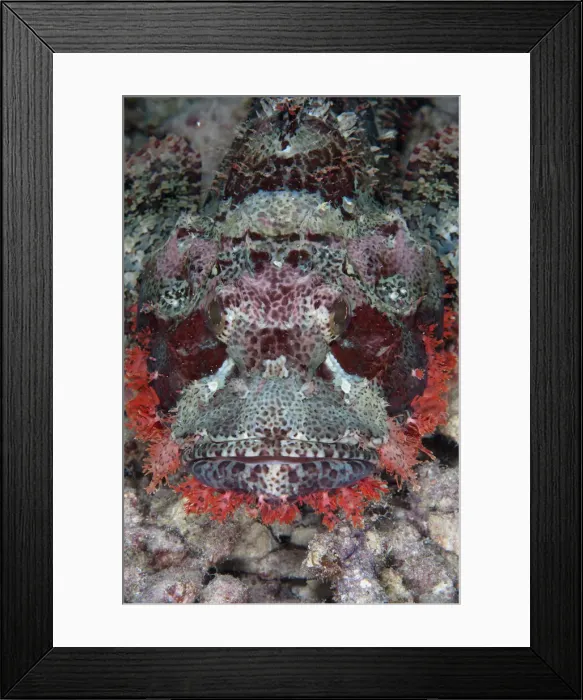 Framed Print : 13131057. Tasseled Scorpionfish - Arborek Jetty Framed Print : 13131057. Tasseled Scorpionfish - Arborek Jetty
