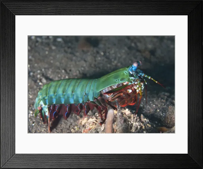 Framed Print : 13131058. Smashing Mantis Shrimp - TK2 dive site, Lembeh Straits, Sulawesi, Indonesia Date Framed Print : 13131058. Smashing Mantis Shrimp - TK2 dive site, Lembeh Straits, Sulawesi, Indonesia Date