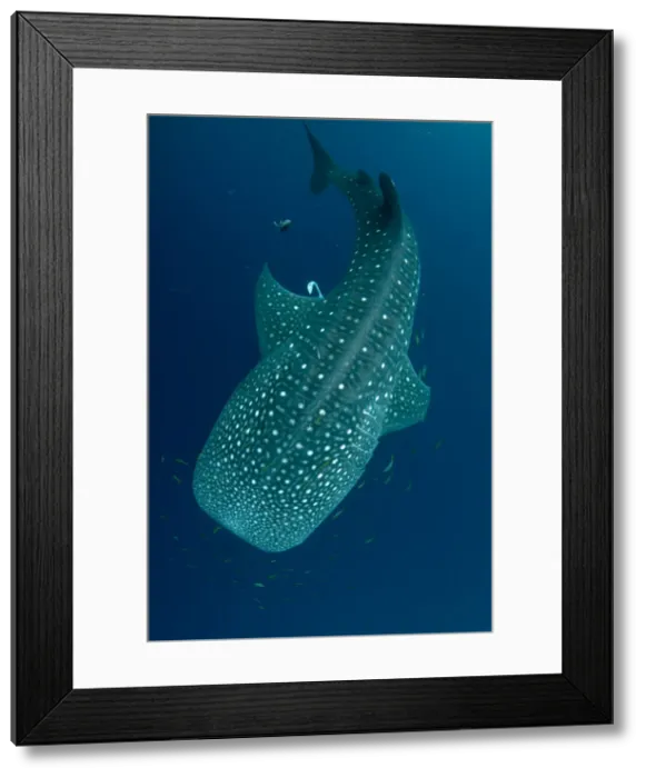 Framed Print : 13131059. Whale Shark - with Common Remoras (Remora remora Framed Print : 13131059. Whale Shark - with Common Remoras (Remora remora