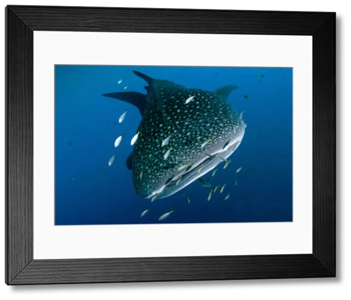 Framed Print : 13131060. Whale Shark - with Common Remora (Remora remora; Echeneidae family) Framed Print : 13131060. Whale Shark - with Common Remora (Remora remora; Echeneidae family)