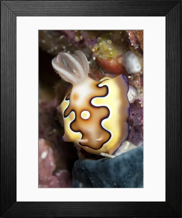 Framed Print : 13131061. Co's Chromodoris Nudibranch - Mioskon dive site Framed Print : 13131061. Co's Chromodoris Nudibranch - Mioskon dive site