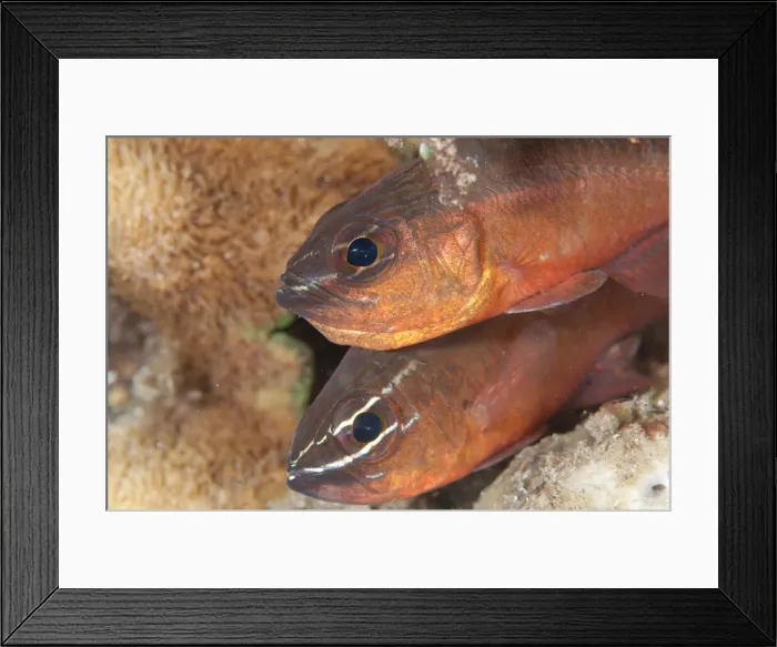 Framed Print : 13131063. Pair of Moluccan Cardinalfish - Aer Prang dive site Framed Print : 13131063. Pair of Moluccan Cardinalfish - Aer Prang dive site