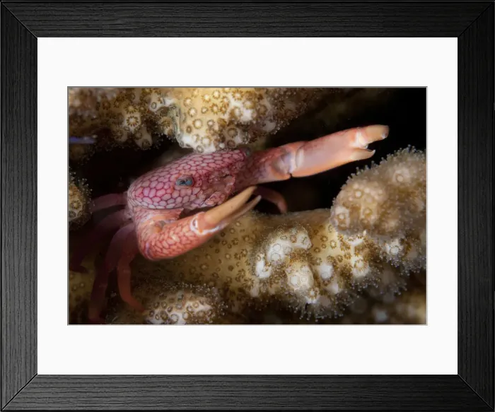 Framed Print : 13131064. Coral Crab - on coral - TK1 dive site, Lembeh Straits, Sulawesi, Indonesia Date Framed Print : 13131064. Coral Crab - on coral - TK1 dive site, Lembeh Straits, Sulawesi, Indonesia Date