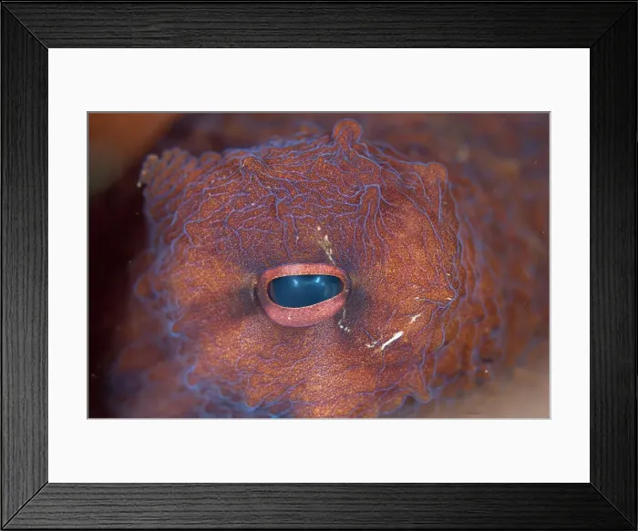 Framed Print : 13131062. Eye of Day Octopus - close-up - Seraya Beach Resort house reef Framed Print : 13131062. Eye of Day Octopus - close-up - Seraya Beach Resort house reef