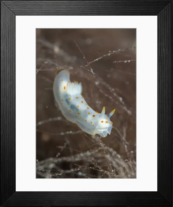 Framed Print : 13131066. Orange-Spotted Gymnodoris Nudibranch - Mutiny Point dive site Framed Print : 13131066. Orange-Spotted Gymnodoris Nudibranch - Mutiny Point dive site