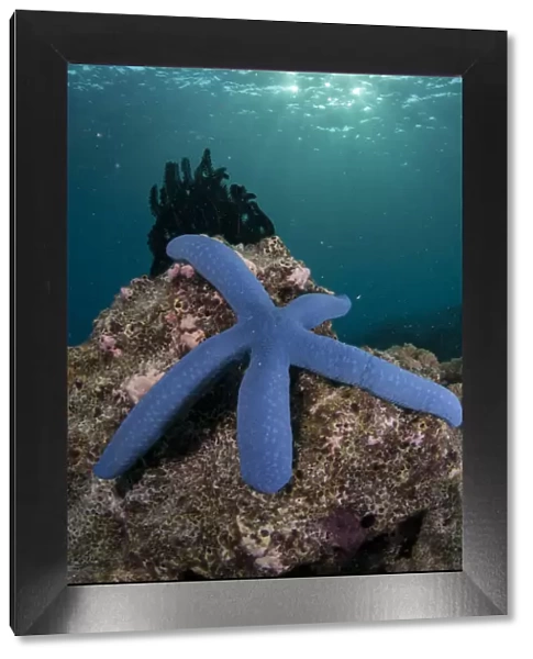 13131065. Blue Sea Star - with sun in background - Sponge Wall dive site