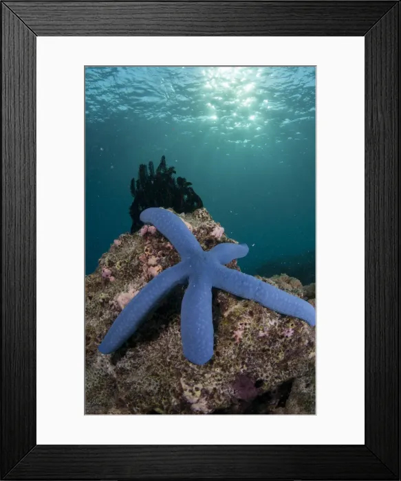 Framed Print : 13131065. Blue Sea Star - with sun in background - Sponge Wall dive site Framed Print : 13131065. Blue Sea Star - with sun in background - Sponge Wall dive site