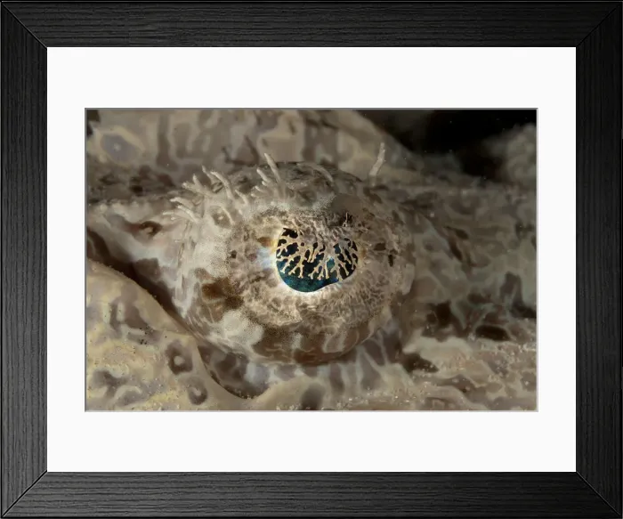 Framed Print : 13131068. Eye of Crocodile Flathead - night dive Framed Print : 13131068. Eye of Crocodile Flathead - night dive