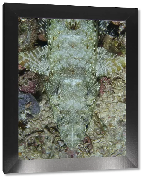 13131071. Variegated Lizardfish - Demak dive site