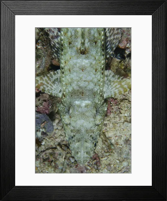 Framed Print : 13131071. Variegated Lizardfish - Demak dive site Framed Print : 13131071. Variegated Lizardfish - Demak dive site
