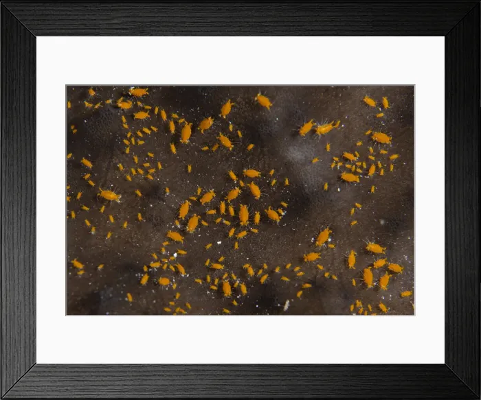 Framed Print : 13131072. Sponge Isopods on Sponge (Porifera Phylum) - Demak dive site Framed Print : 13131072. Sponge Isopods on Sponge (Porifera Phylum) - Demak dive site