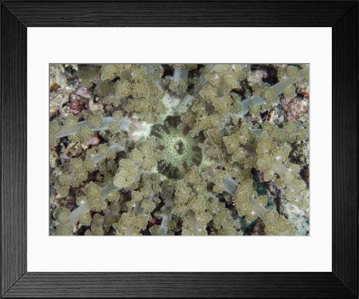 Framed Print : 13131073. Branching Anemone - Demak dive site Framed Print : 13131073. Branching Anemone - Demak dive site