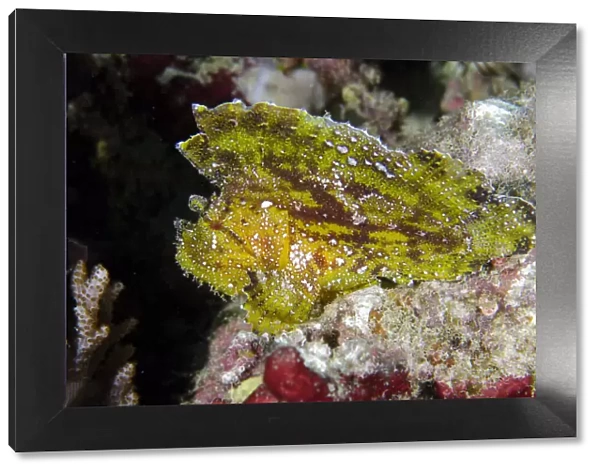 13131074. Leaf Scorpionfish - Batu Mandi dive site