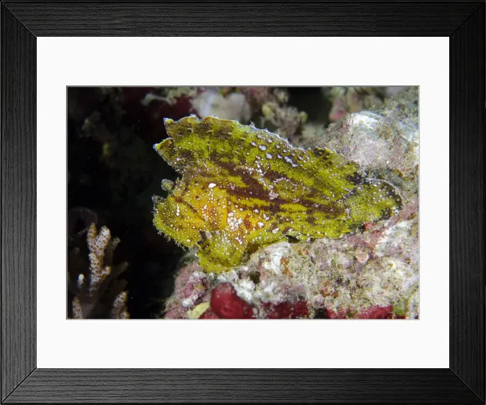 Framed Print : 13131074. Leaf Scorpionfish - Batu Mandi dive site Framed Print : 13131074. Leaf Scorpionfish - Batu Mandi dive site